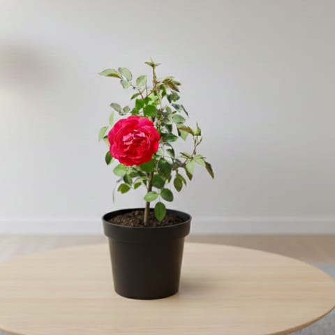 Rose Desi Red in 6 Inch Nursery Pot