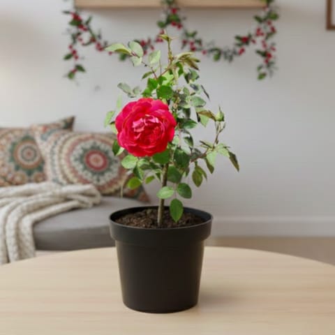 Rose Desi Red in 6 Inch Nursery Pot