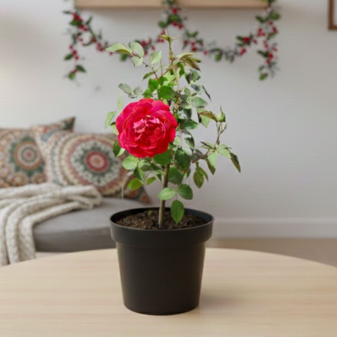 Rose Desi Red in 6 Inch Nursery Pot