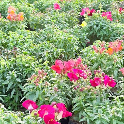 Set of 3 - Antirrhinum Majus (Snapdragon) / Dog Flower (any colour) in 4 Inch Nursery Bag