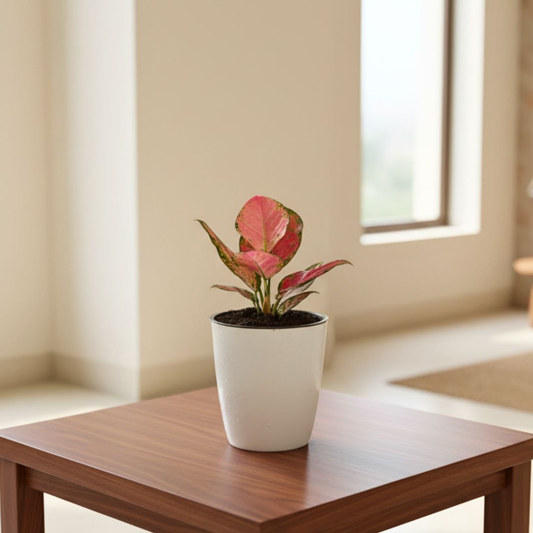 Aglaonema Lipstick in 4 Inch Premium Plastic Pot (any colour)