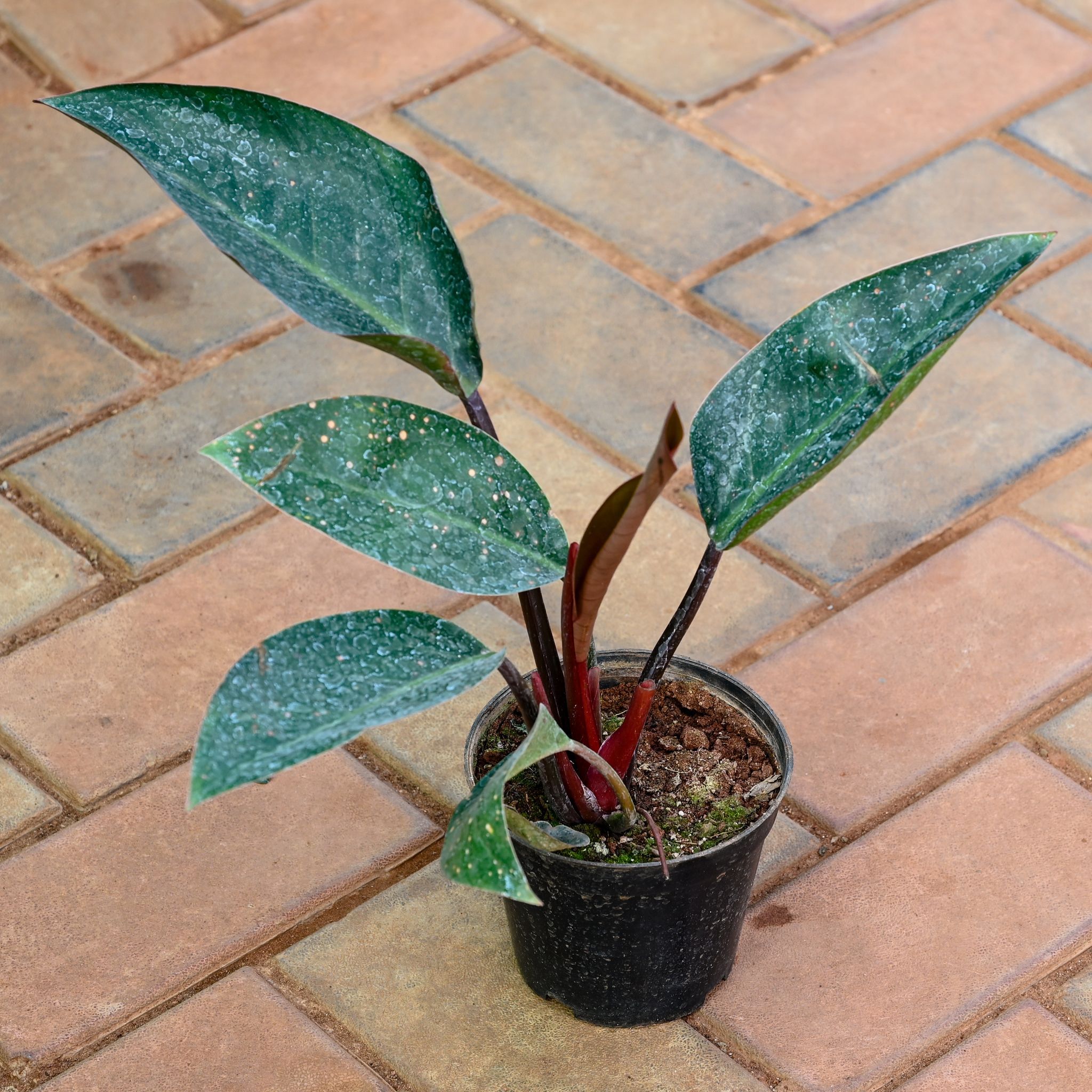 Philodendron Red Ruby in 5 Inch Nursery Pot