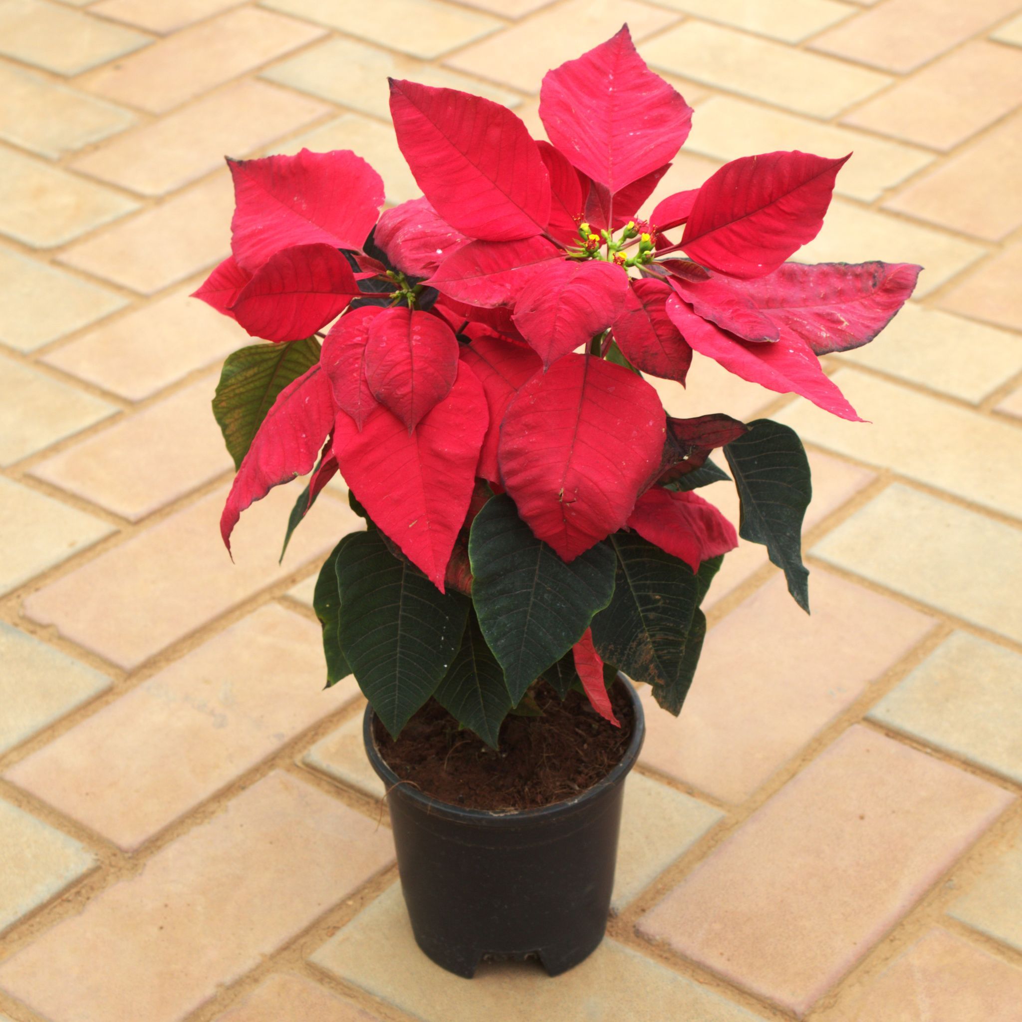 Poinsettia / Christmas Flower in 5 Inch Nursery Pot