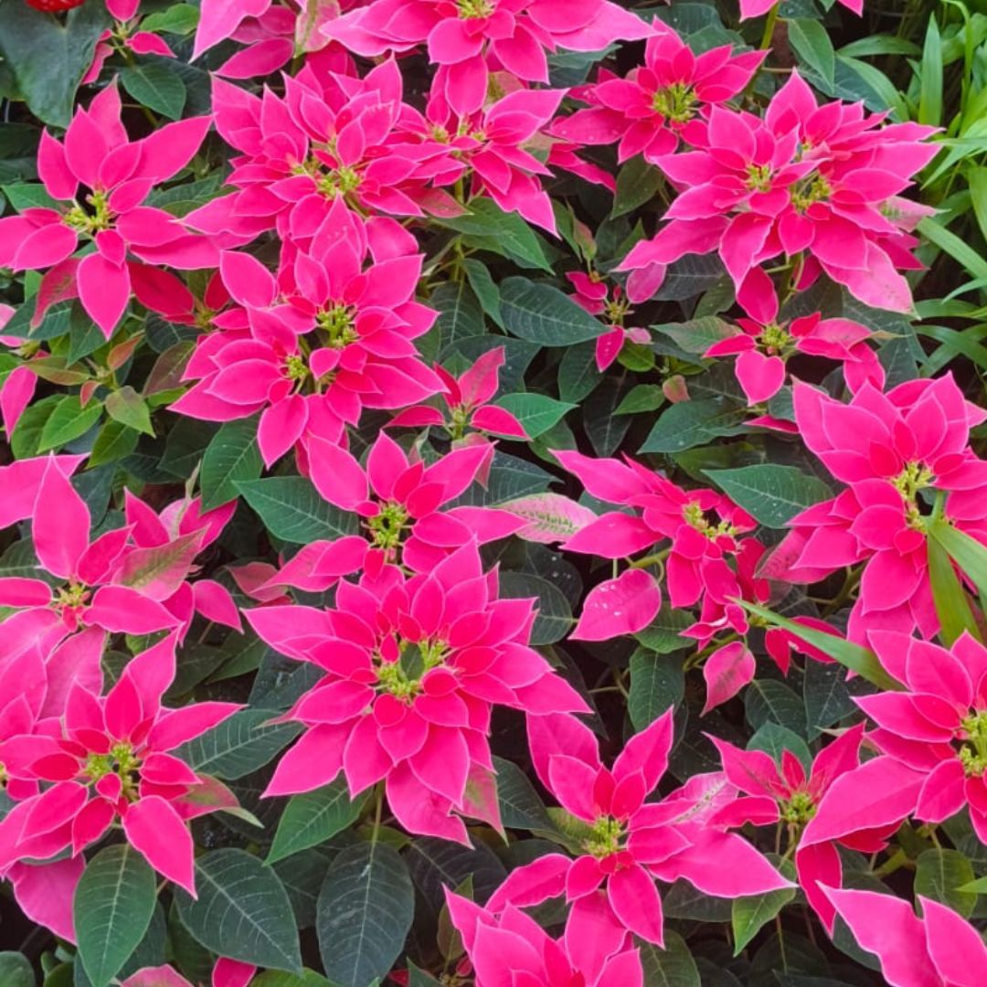 Poinsettia / Christmas Flower Pink in 5 Inch Nursery Pot