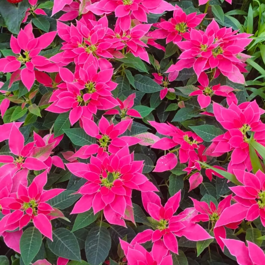 Poinsettia / Christmas Flower Pink in 5 Inch Nursery Pot