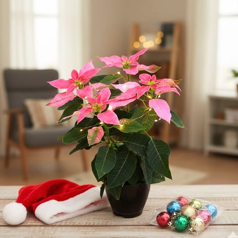 Poinsettia / Christmas Flower Pink in 5 Inch Nursery Pot