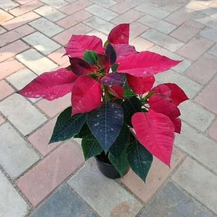 Poinsettia / Christmas Flower Red in 5 Inch Nursery Pot