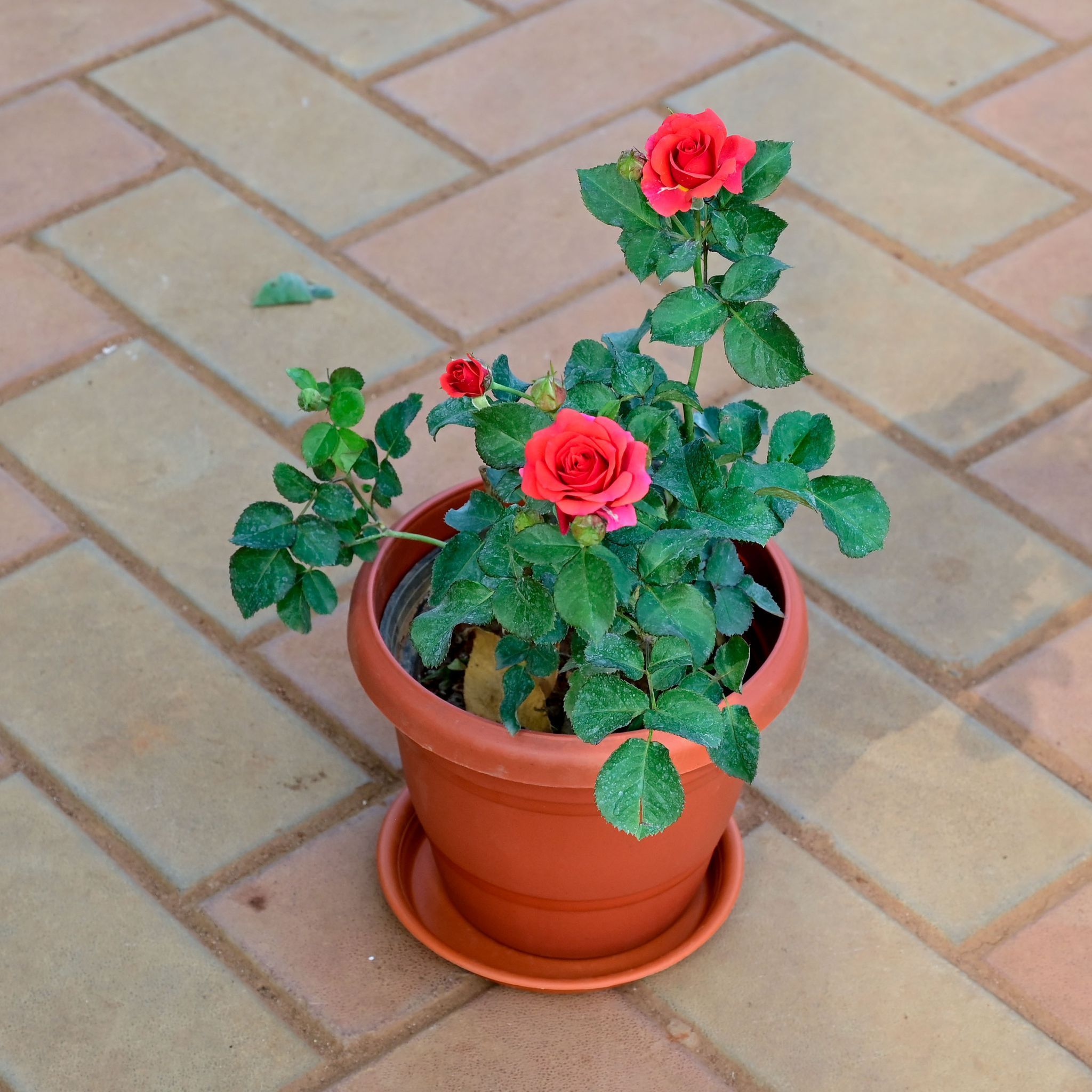 Rose Desi Pink in 10 Inch Classy Red Plastic Pot with Tray