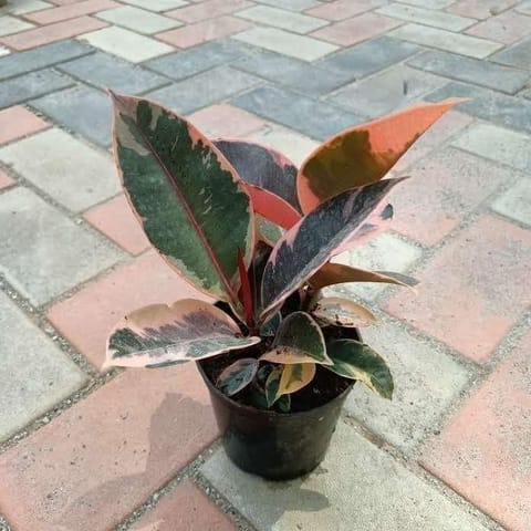 Rubber Variegated Red Green in 4 Inch Nursery Pot