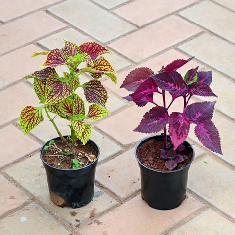 Set of 2 - Coleus (Green Red & Pink) in 4 Inch Nursery Pot