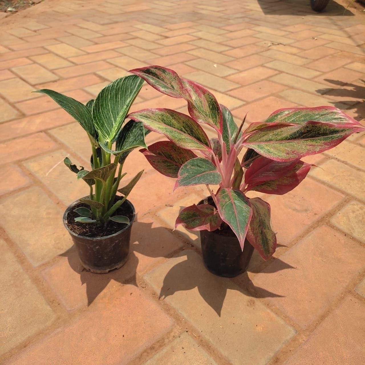 Set of 2 - Philodendron Birkin & Aglaonema Lipstick in 4 Inch Nursery Pot