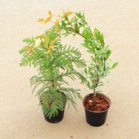 Set of 2 Christmas & Myrtle in 6 Inch Nursery Pot
