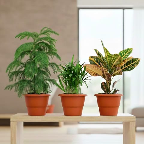 Set of 3 - Areca Palm, Araucaria /Christmas Tree & Croton Petra Yellow in 7 Inch Classy Red Plastic Pot With Tray
