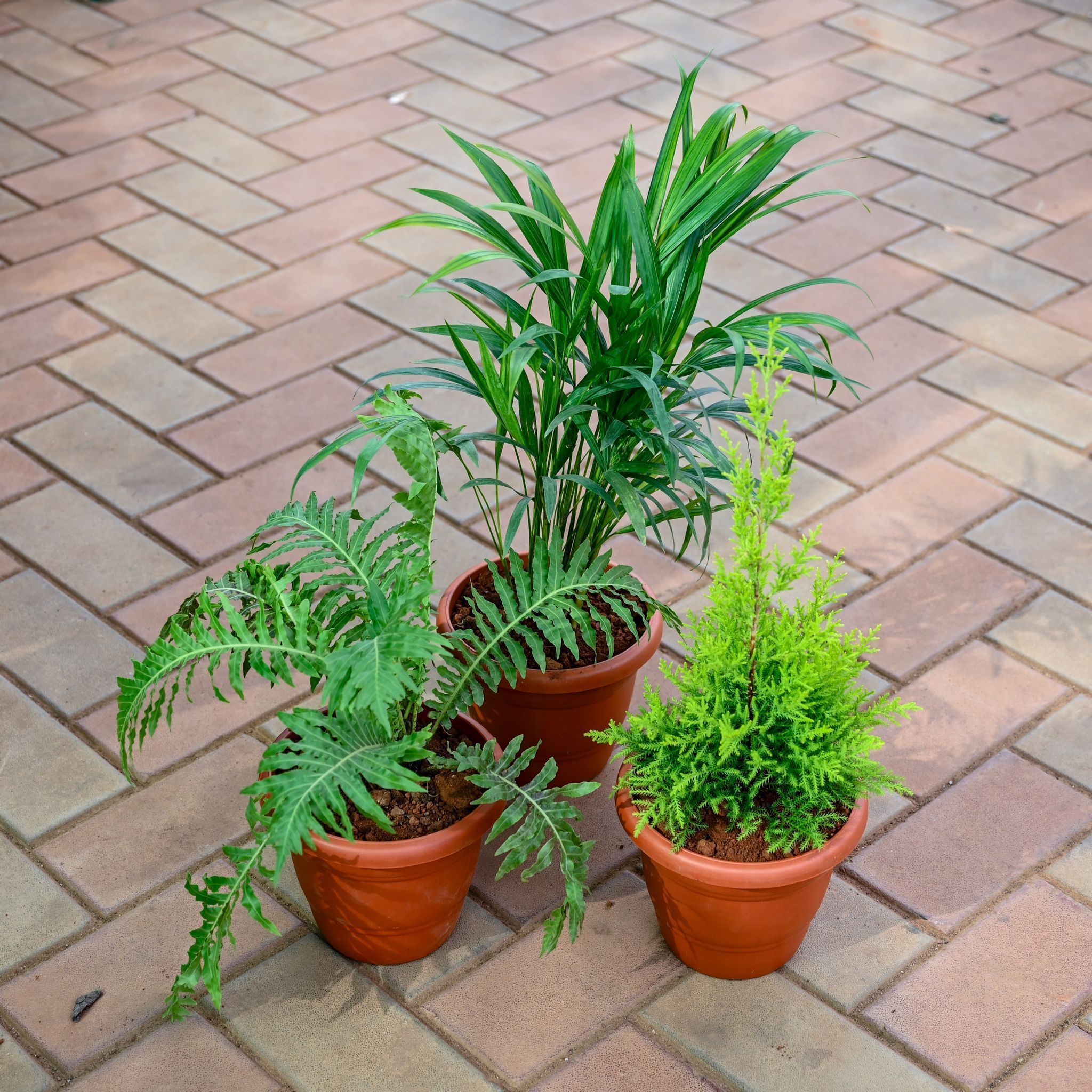 Set of 3 - Areca Palm,Green Fern & Golden Jhau / Morpankhi in 7 Inch Classy Red Plastic Pot