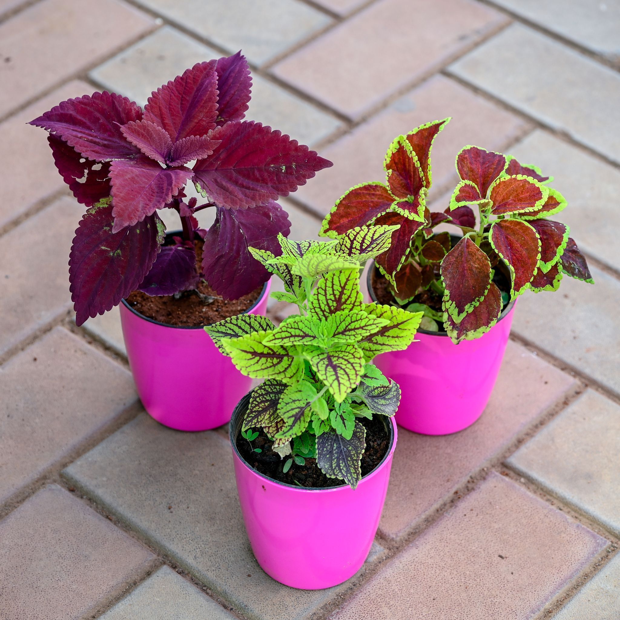 Set of 3 - Coleus Red, Red Green & Brown (any design) in 5 Inch Premium Sphere Plastic Pot (any colour)