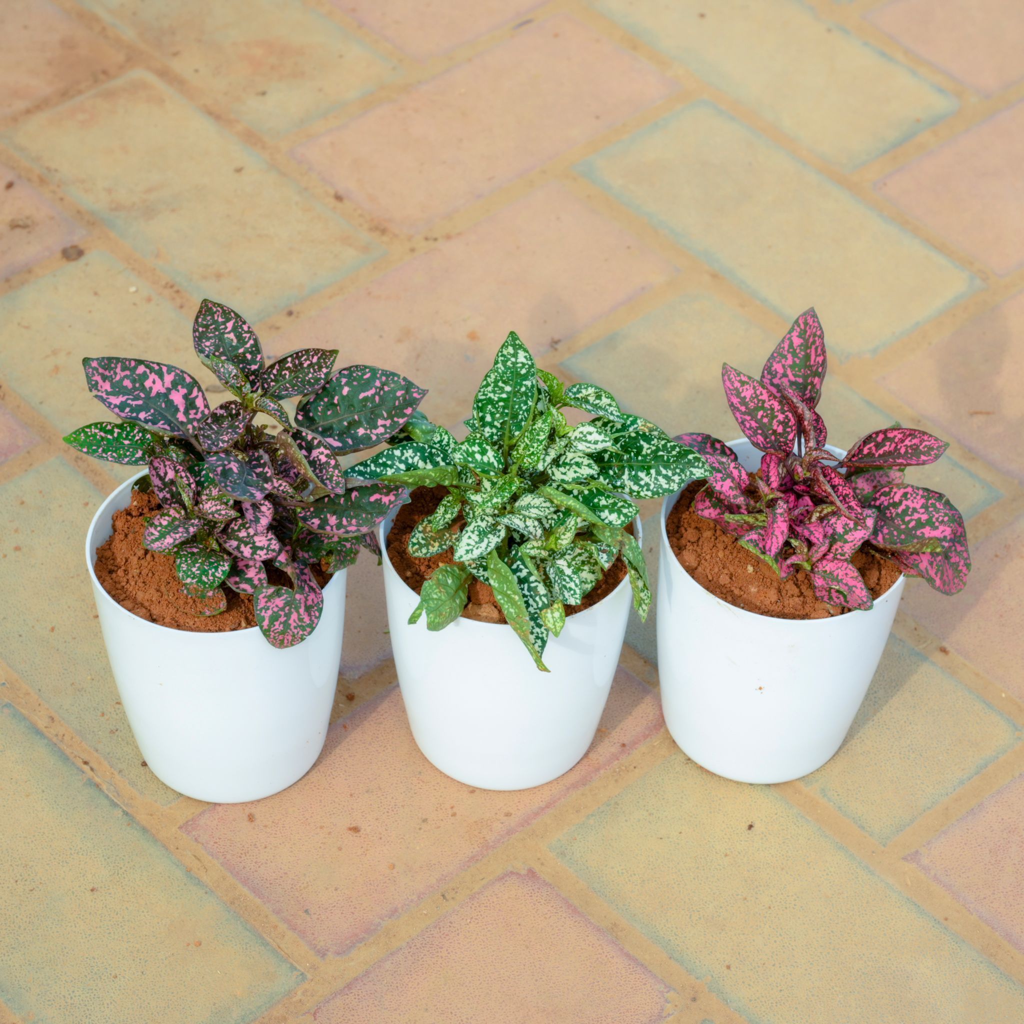 Set Of 3 - Hyposthese / Polka Dot Red & Green in 5 Inch White Premium Sphere Plastic Pot