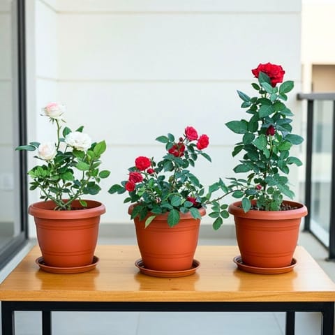 Set of 3 - Rose (Red, White & Light Red) in 7 Inch Classy Red Plastic Pot with Tray
