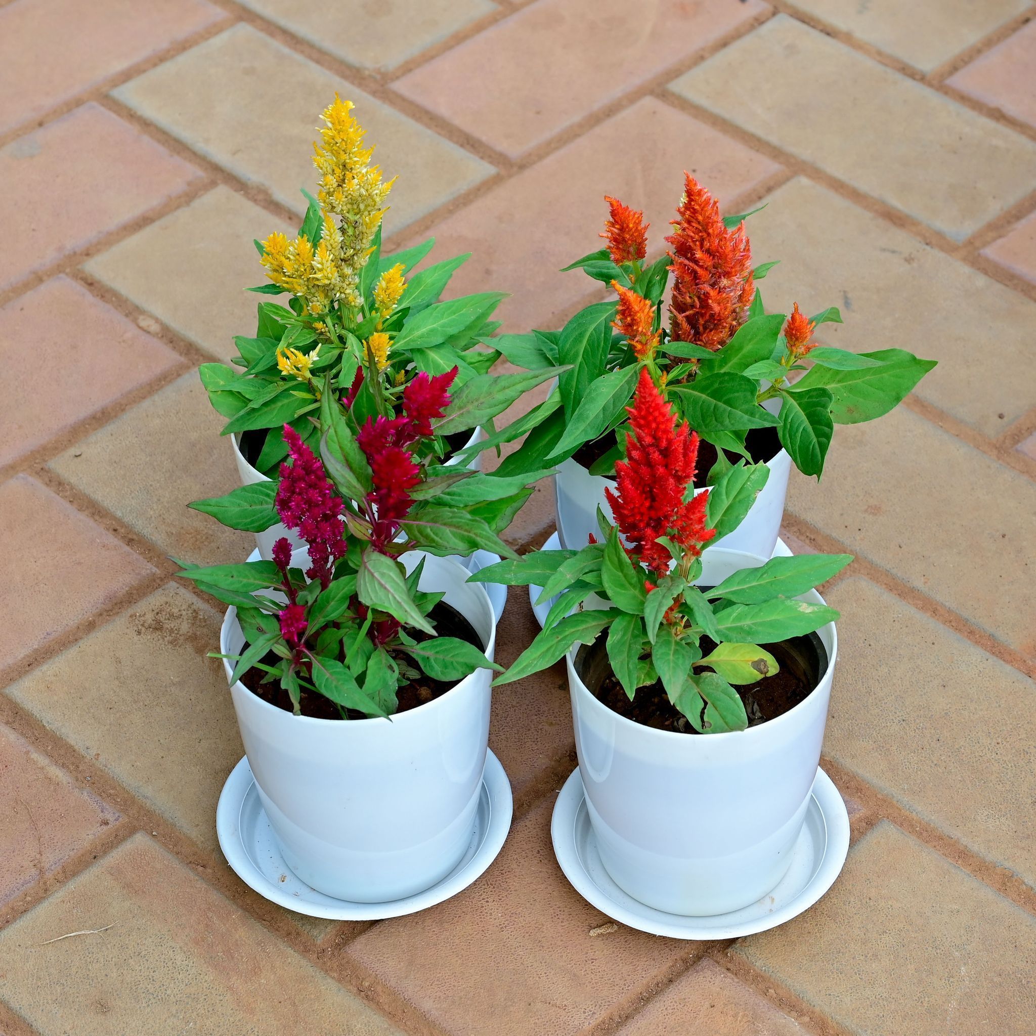 Set of 4 - Cockscomb (Maroon,Orange, Red & Yellow) in 5 Inch White Premium Sphere Plastic Pot with Tray
