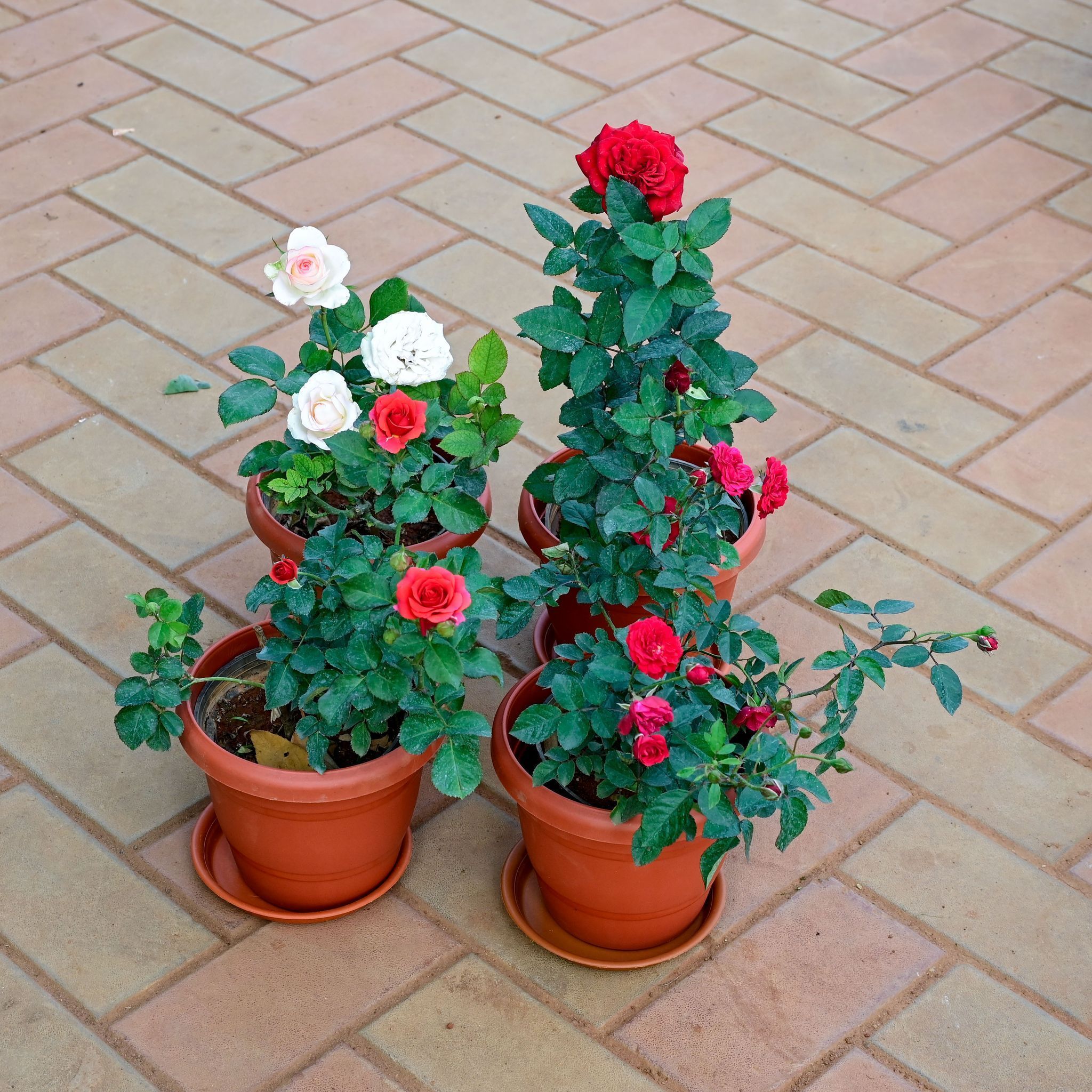 Set of 4 - Rose (Pink, Red, White & Light Red) in 7 Inch Classy Red Plastic Pot with Tray