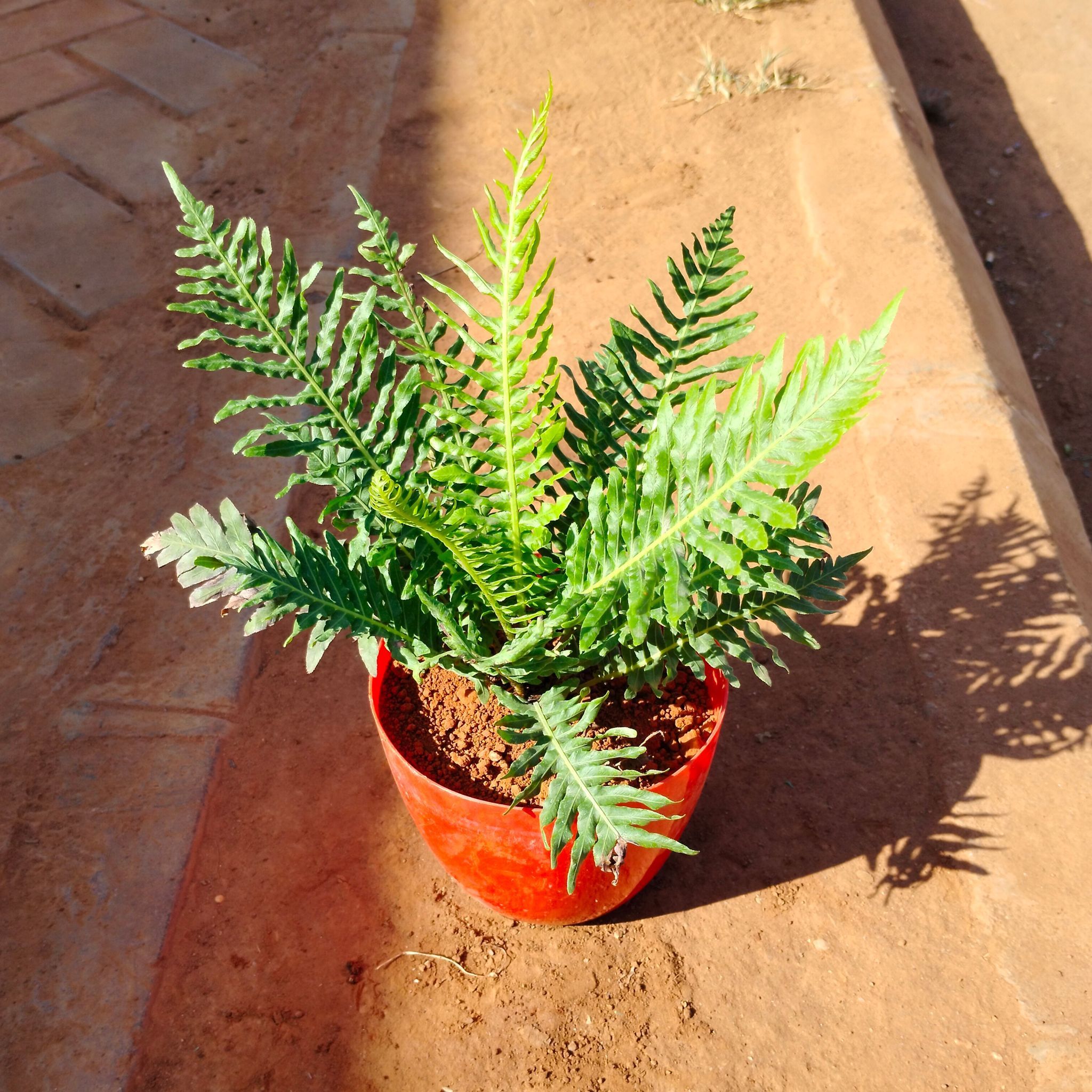 Bird Nest Fern in 6 Inch Red Premium Orchid Round Plastic Pot