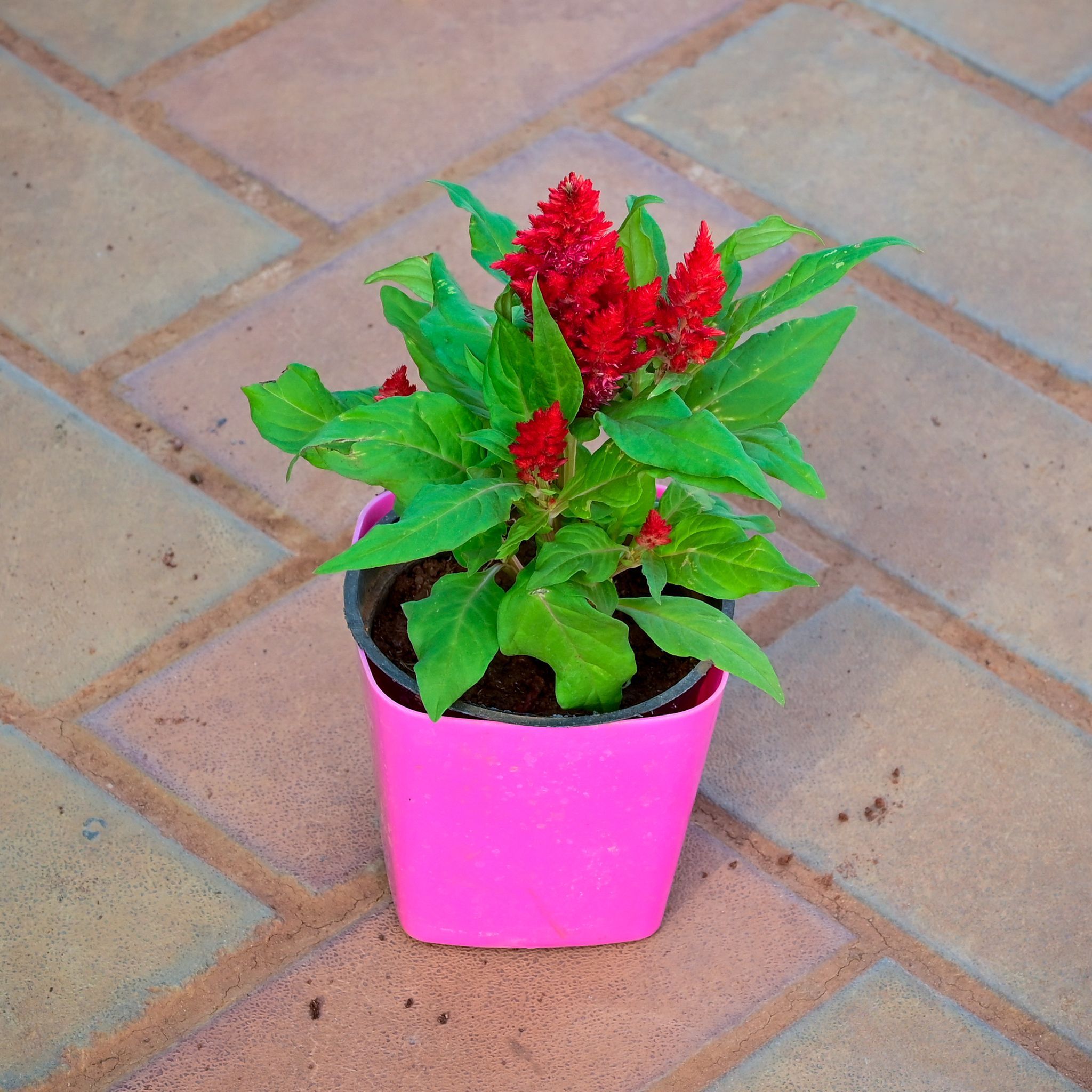 Cockscomb Red in 4 Inch Premium Square Plastic Pot (any colour)