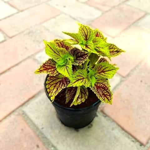 Coleus Red Green (any pattern) in 4 Inch Nursery Pot
