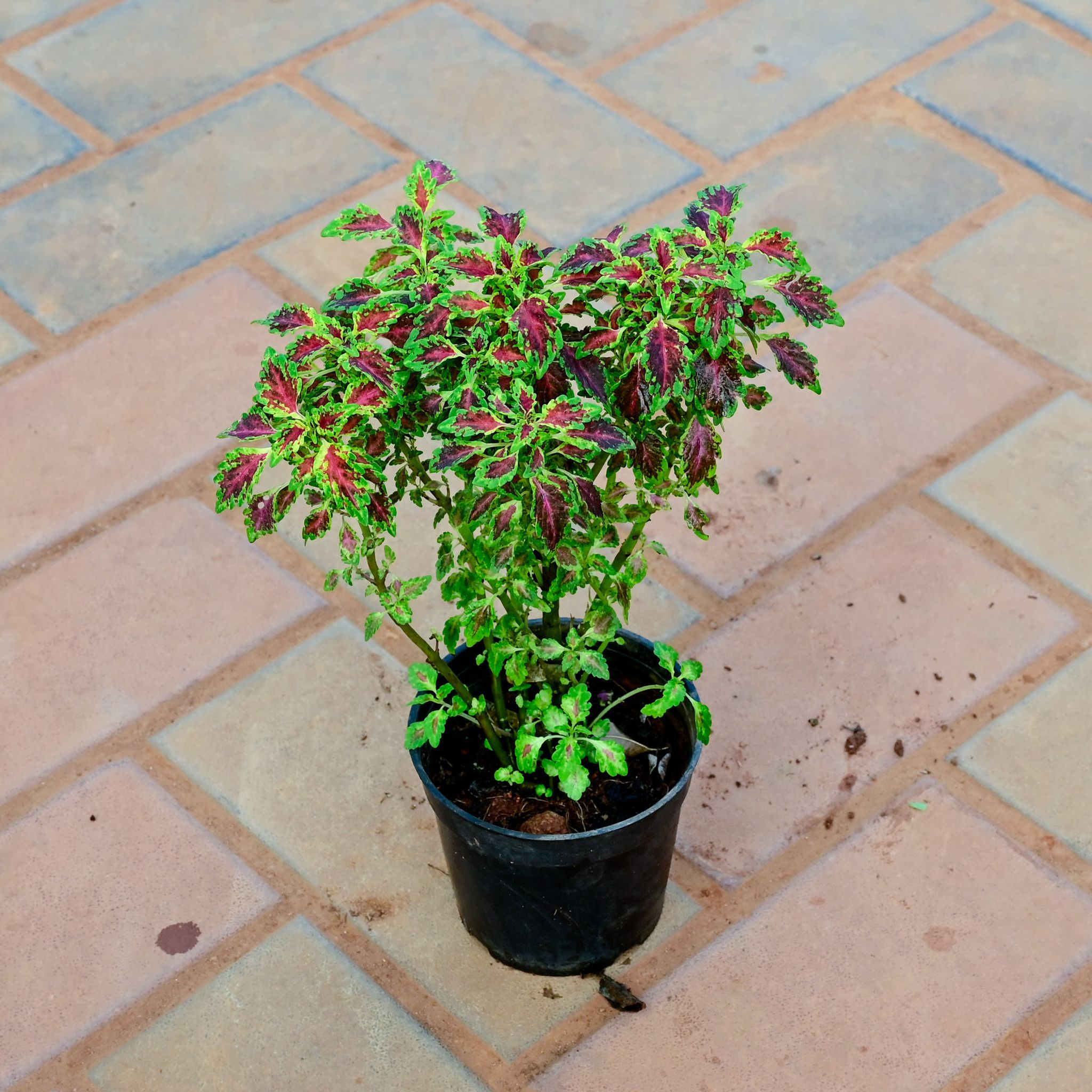 Coleus Red Green in 5 Inch Nursery Pot