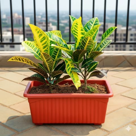Croton Petra (~ 1 Ft) in 12 Inch Red Premium Jupiter Rectangular Window Planter
