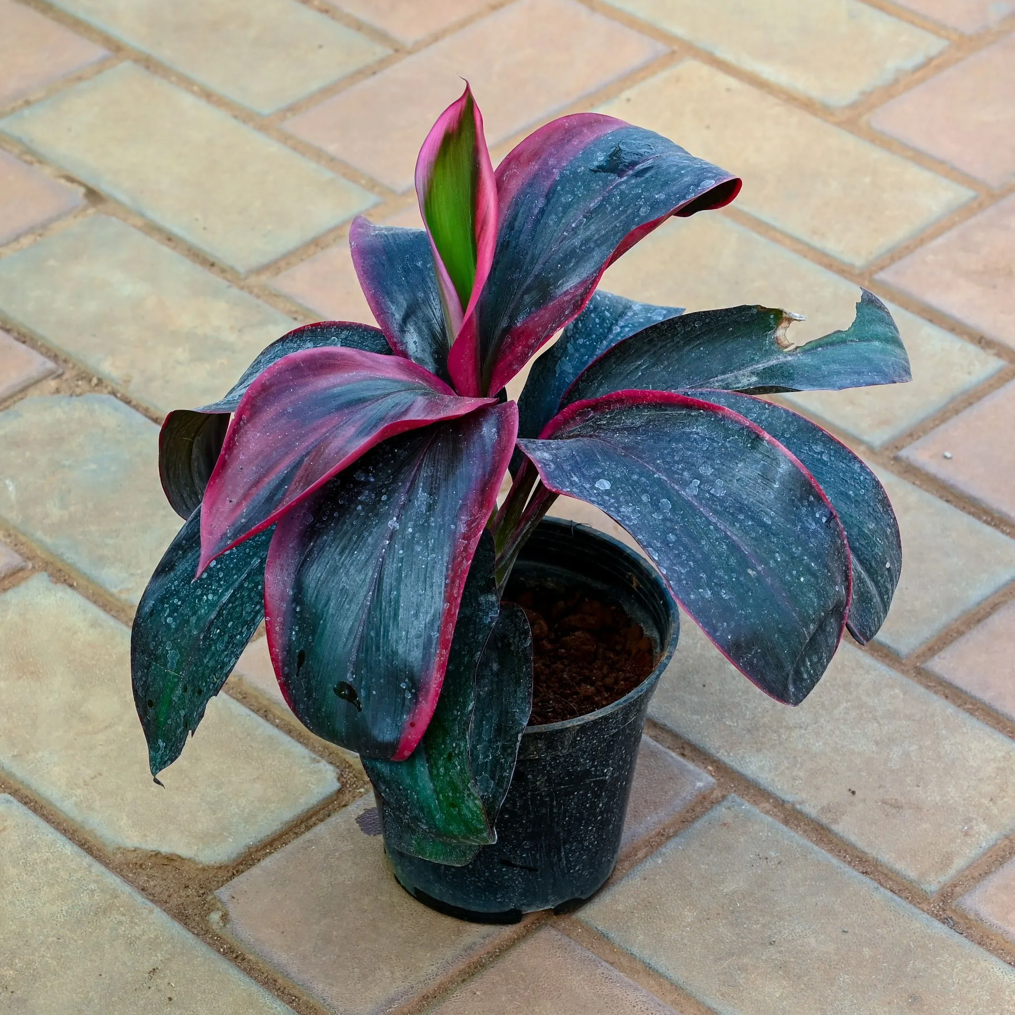 Dracaena Cordyline Red in 5 Inch Nursery Pot