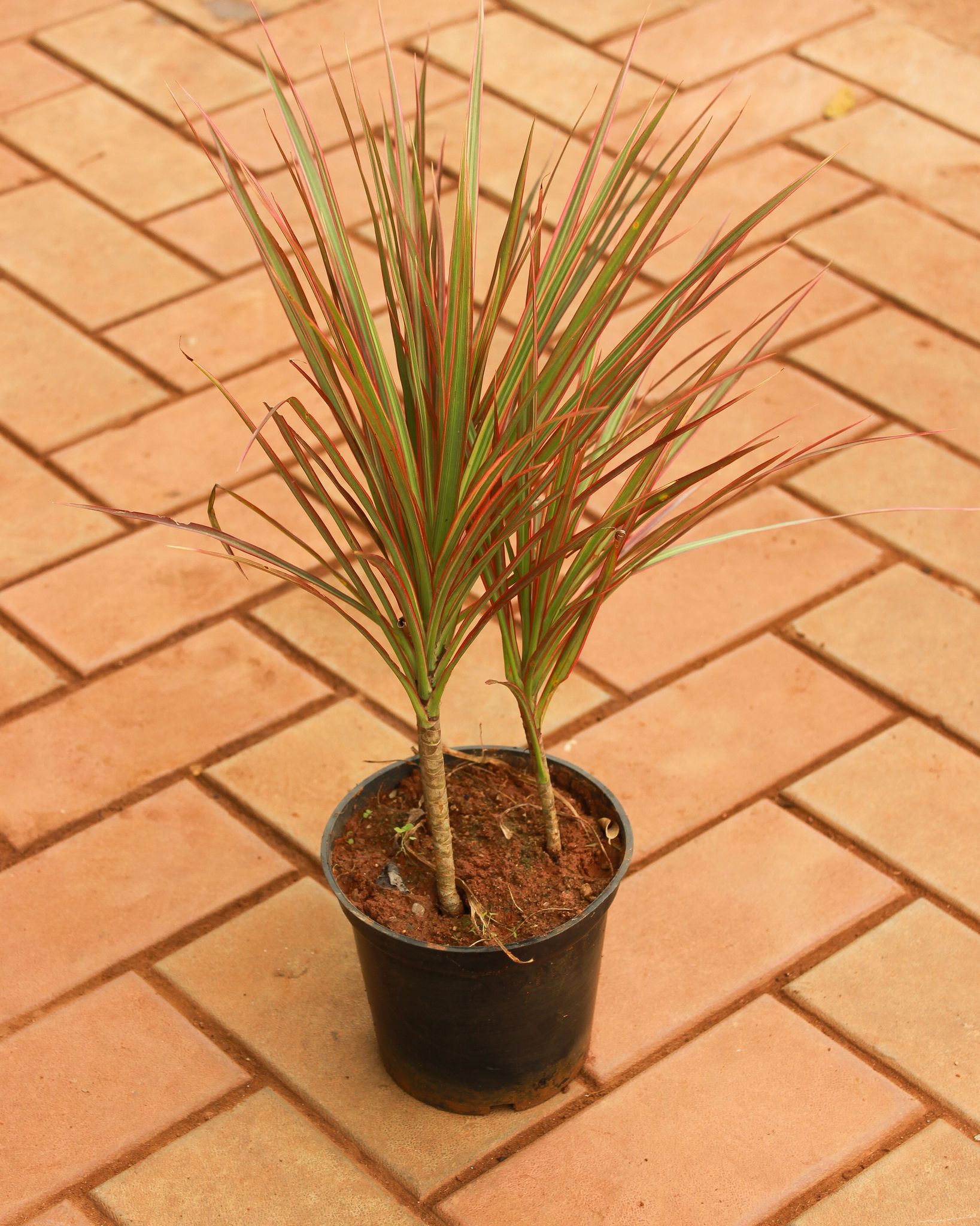 Dracaena Marginata / Colorama Red in 5 Inch Nursery Pot