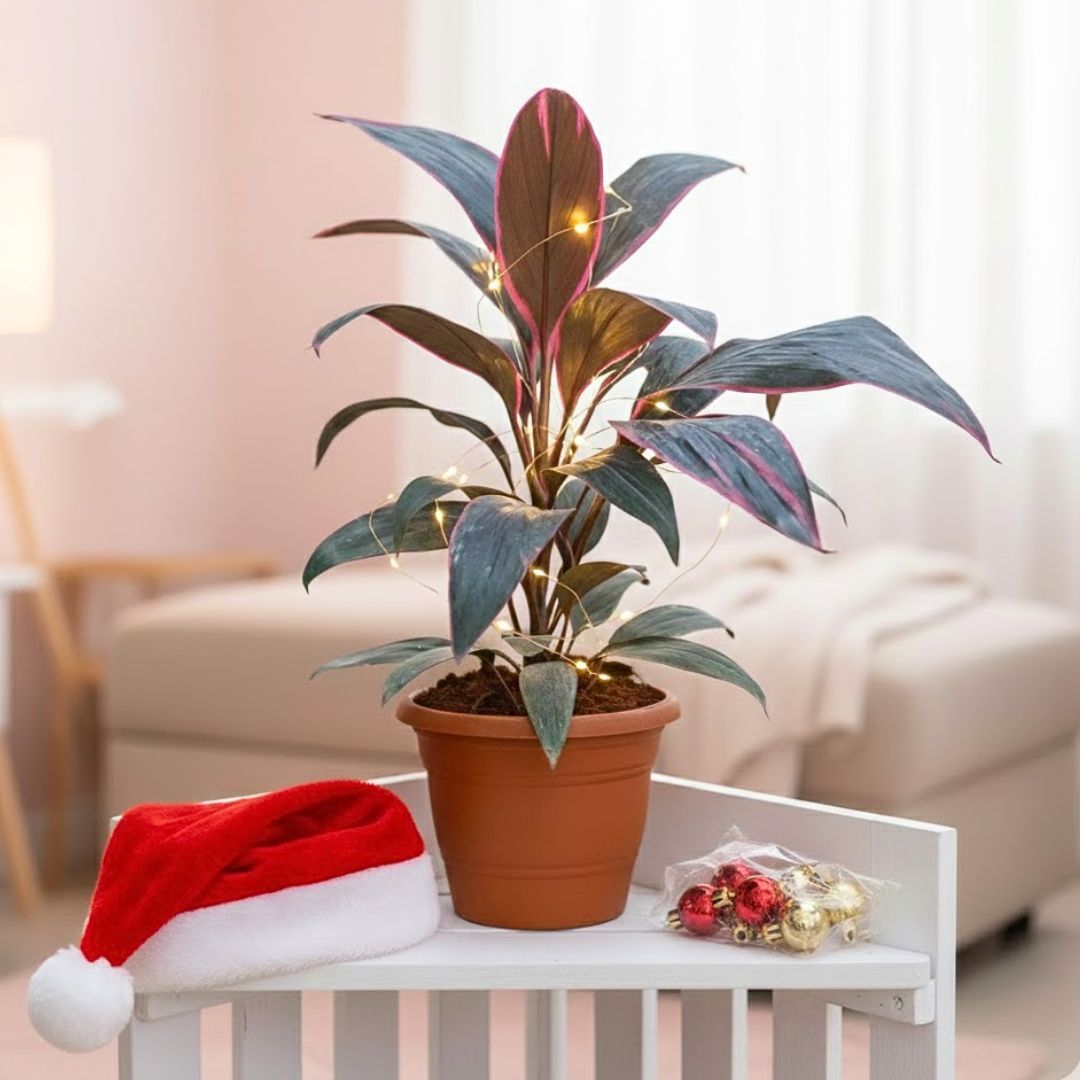 Dracaena Rosea in 7 Inch Classy Red Plastic Pot