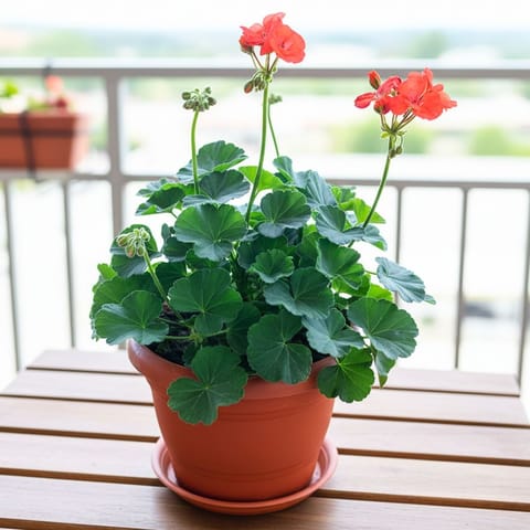 Geranium Orange in 7 Inch Classy Red Plastic Pot with Tray
