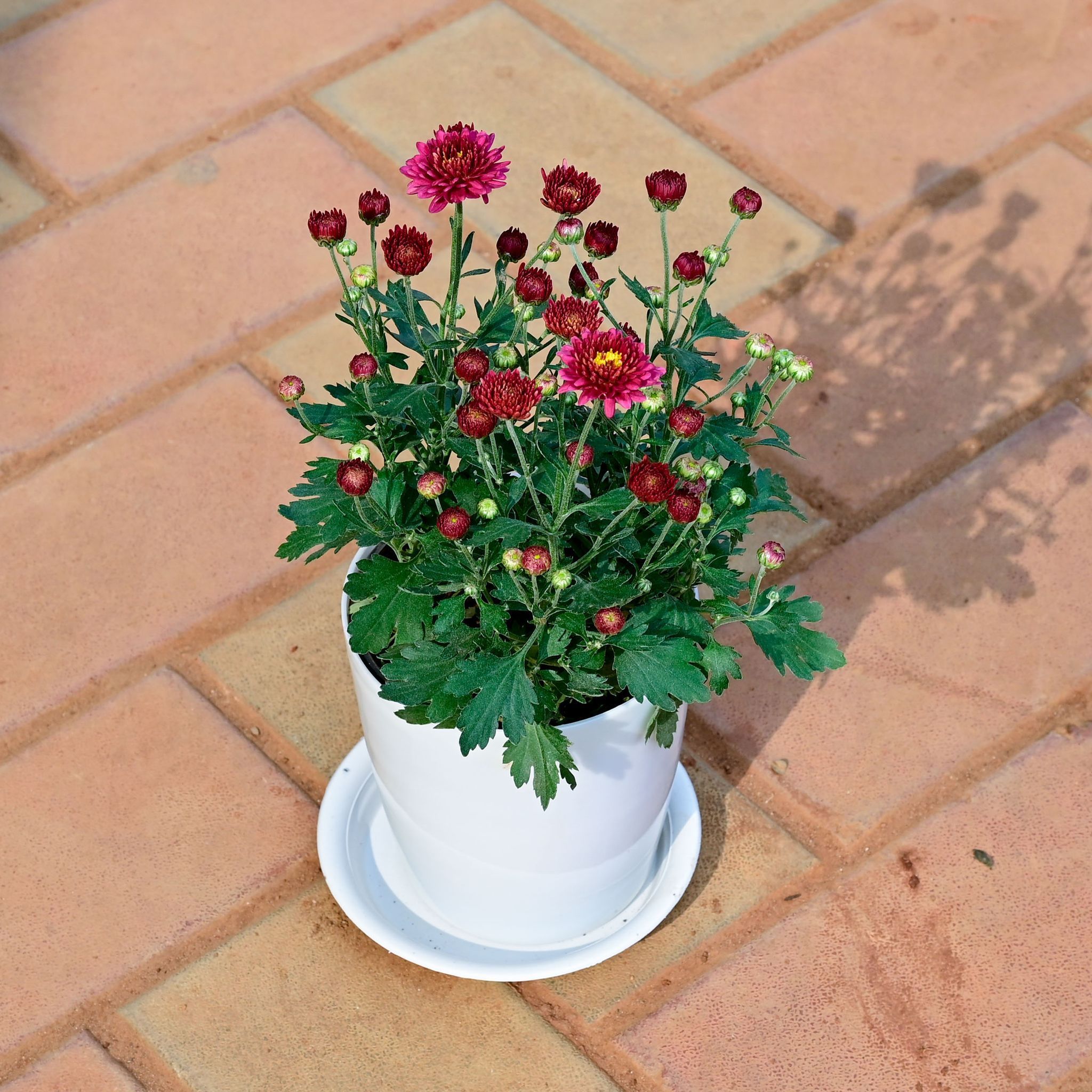 Gift Ready - Chrysanthemum / Guldawari / Guldaudi Red in 5 Inch White Premium Sphere Plastic Pot with Tray With a Chic Bag