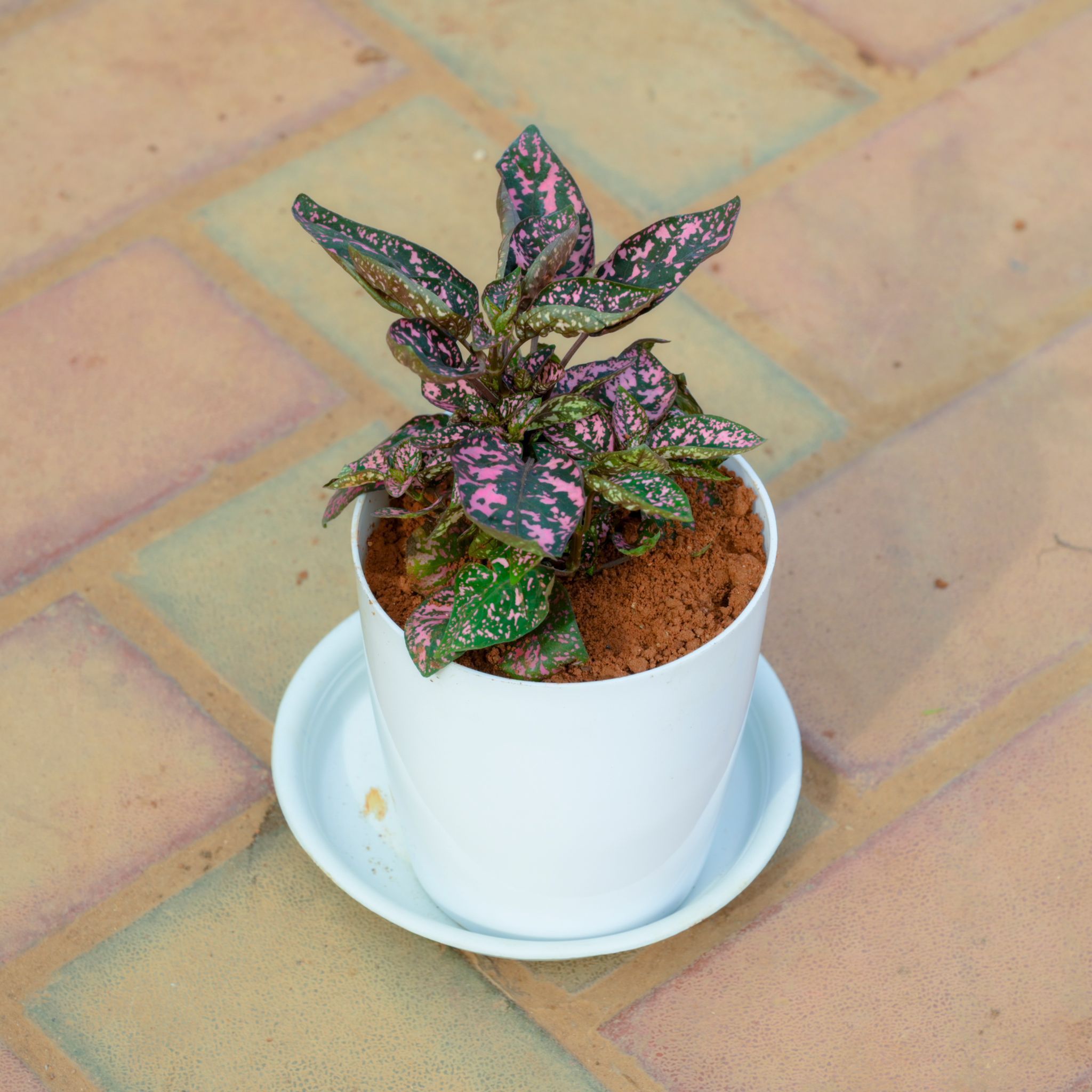 Gift Ready - Hyposthese / Polka Dot Red in 5 Inch White Premium Sphere Plastic Pot with Tray With a Chic Bag