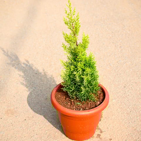 Golden cypress in 7 Inch Terracotta Red Classy Plastic Pot