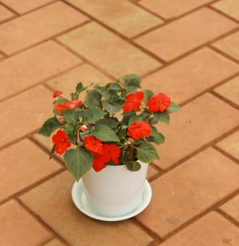 Impatient Balsamina Red in 5 Inch White Sphere Premium Pot With Tray