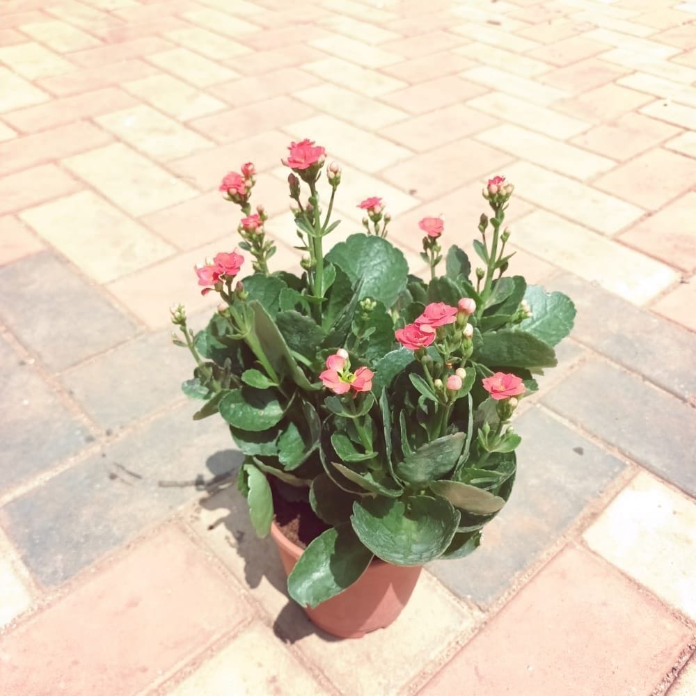 Kalanchoe Red in 4 Inch Nursery Pot (colour may vary)