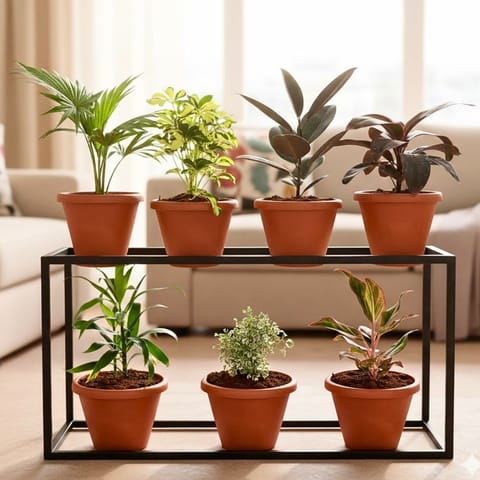 Living Room Special - Set of 7 - China / Fam Palm, Schefflera Variegated, Rubber Black, Dracaena Rosea, Dracaena Green, Aralia White & Aglaonema Lipstick in 7 Inch Red Classy Plastic Pot