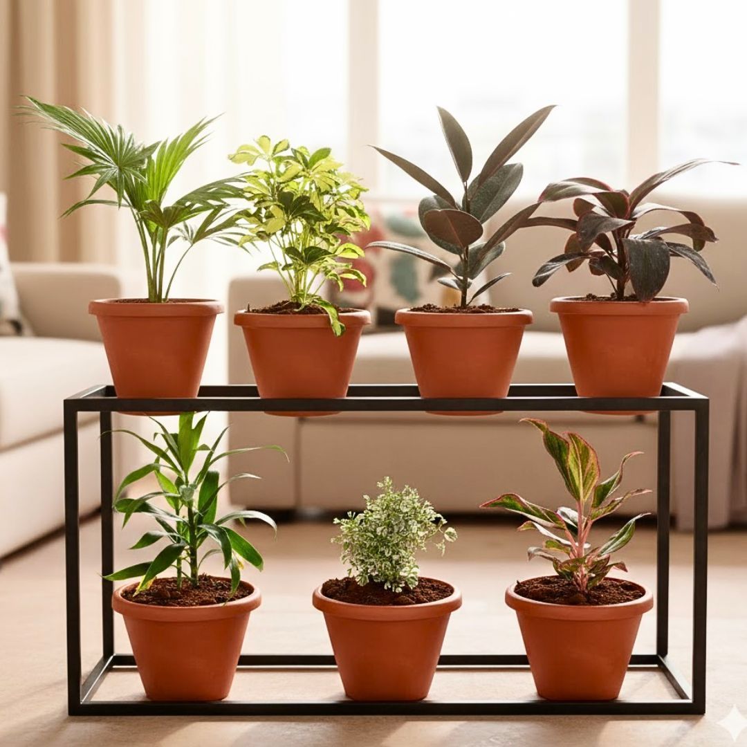 Living Room Special - Set of 7 - China / Fam Palm, Schefflera Variegated, Rubber Black, Dracaena Rosea, Dracaena Green, Aralia White & Aglaonema Lipstick in 7 Inch Red Classy Plastic Pot