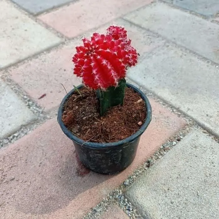 Moon Cactus Orange Red in 3 Inch Nursery Pot