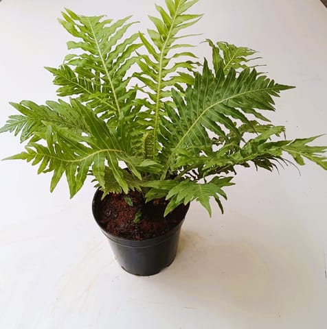 Aglaomorpha / Gibba in 5 Inch Nursery Pot