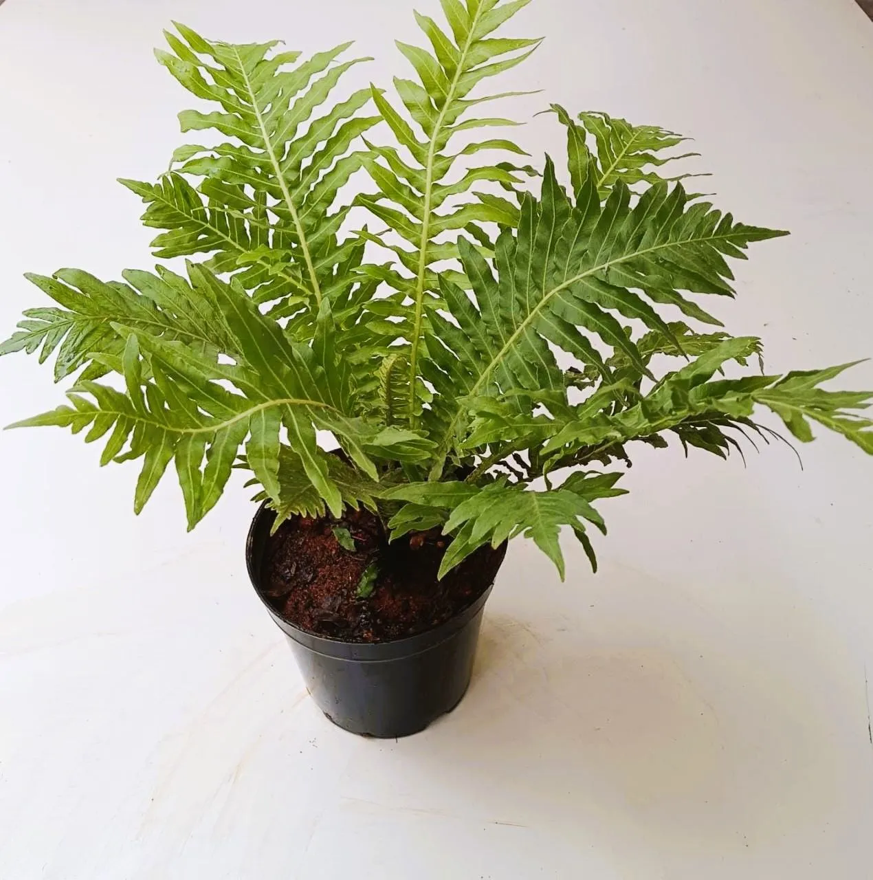 Aglaomorpha / Gibba in 5 Inch Nursery Pot