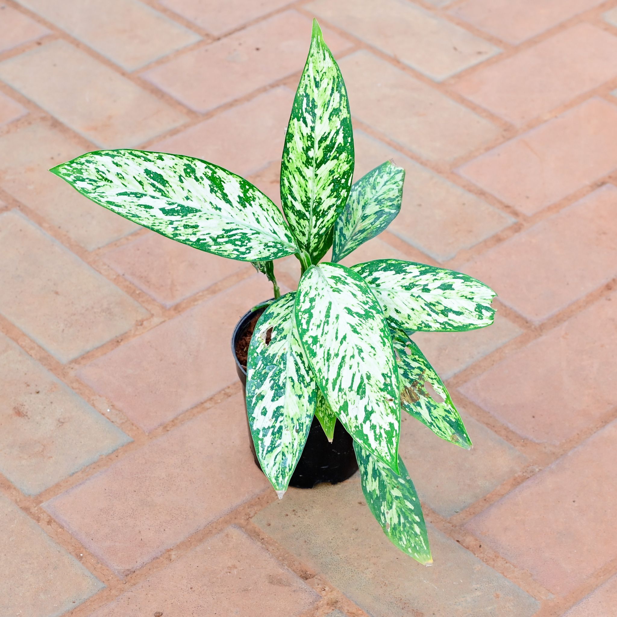 Aglaonema Butterfly in 5 Inch Nursery Pot