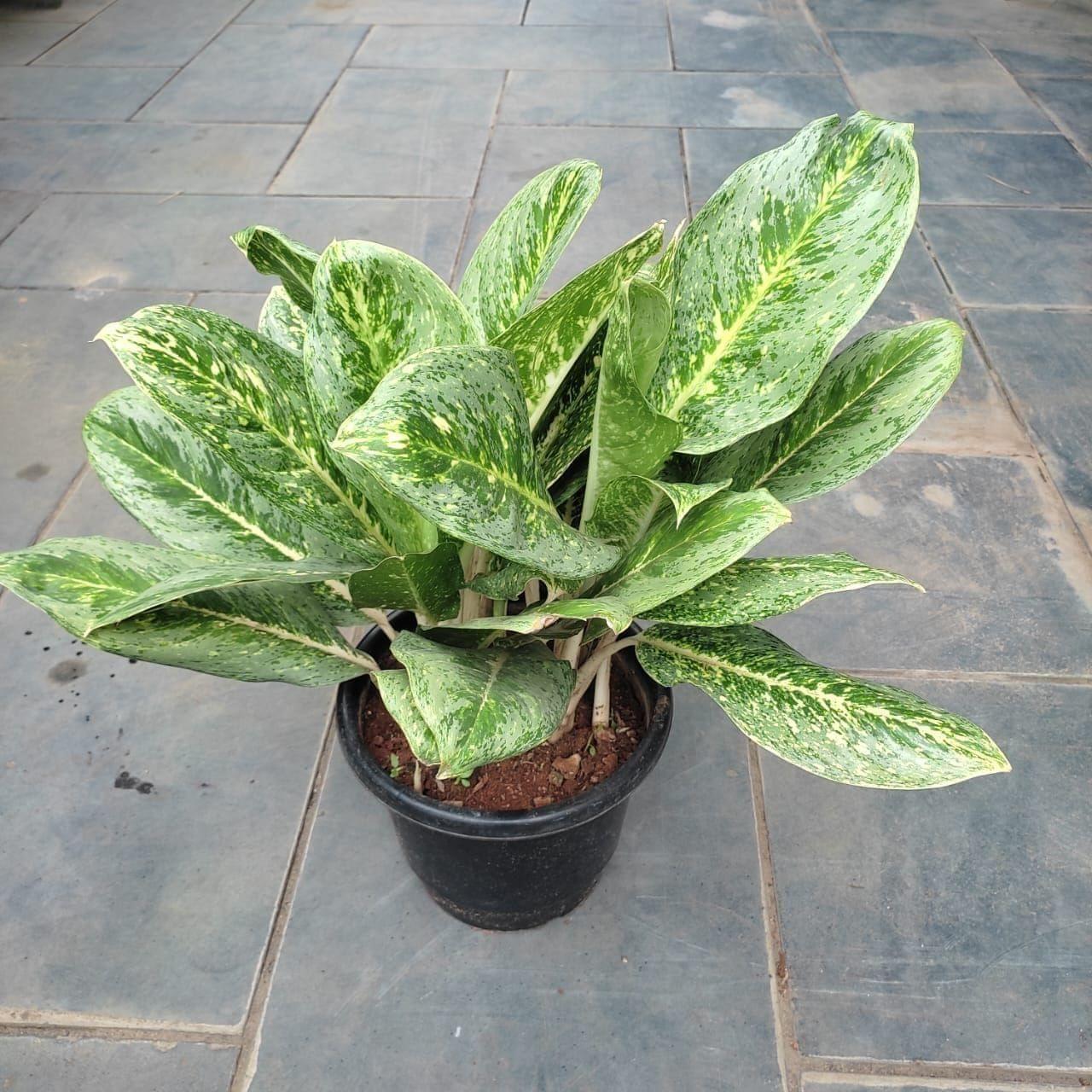 Aglaonema Butterfly in 8 Inch Nursery Pot