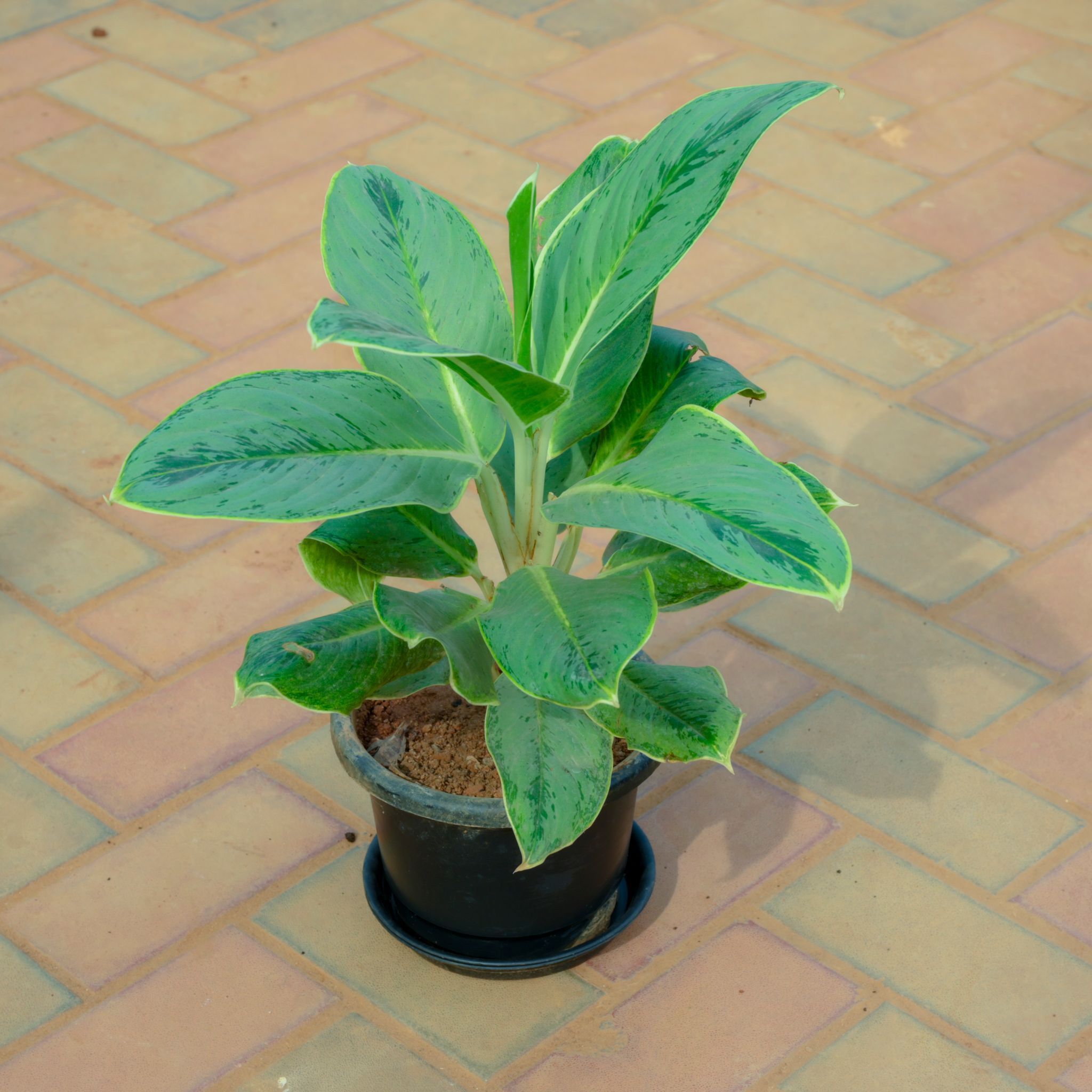 Aglaonema Green Big Leaf in 10 Inch Nursery Pot With Tray