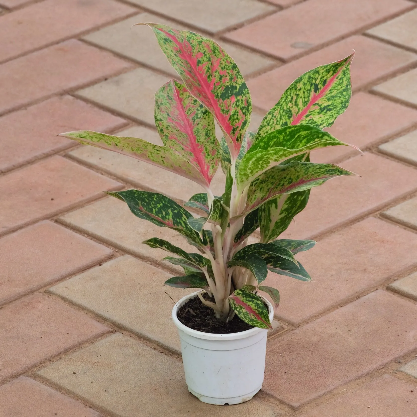 Aglaonema Green Papaya in 3 Inch Nursery Pot