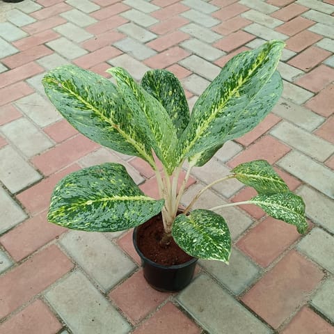 Aglaonema Ice in 8 Inch Nursery Pot