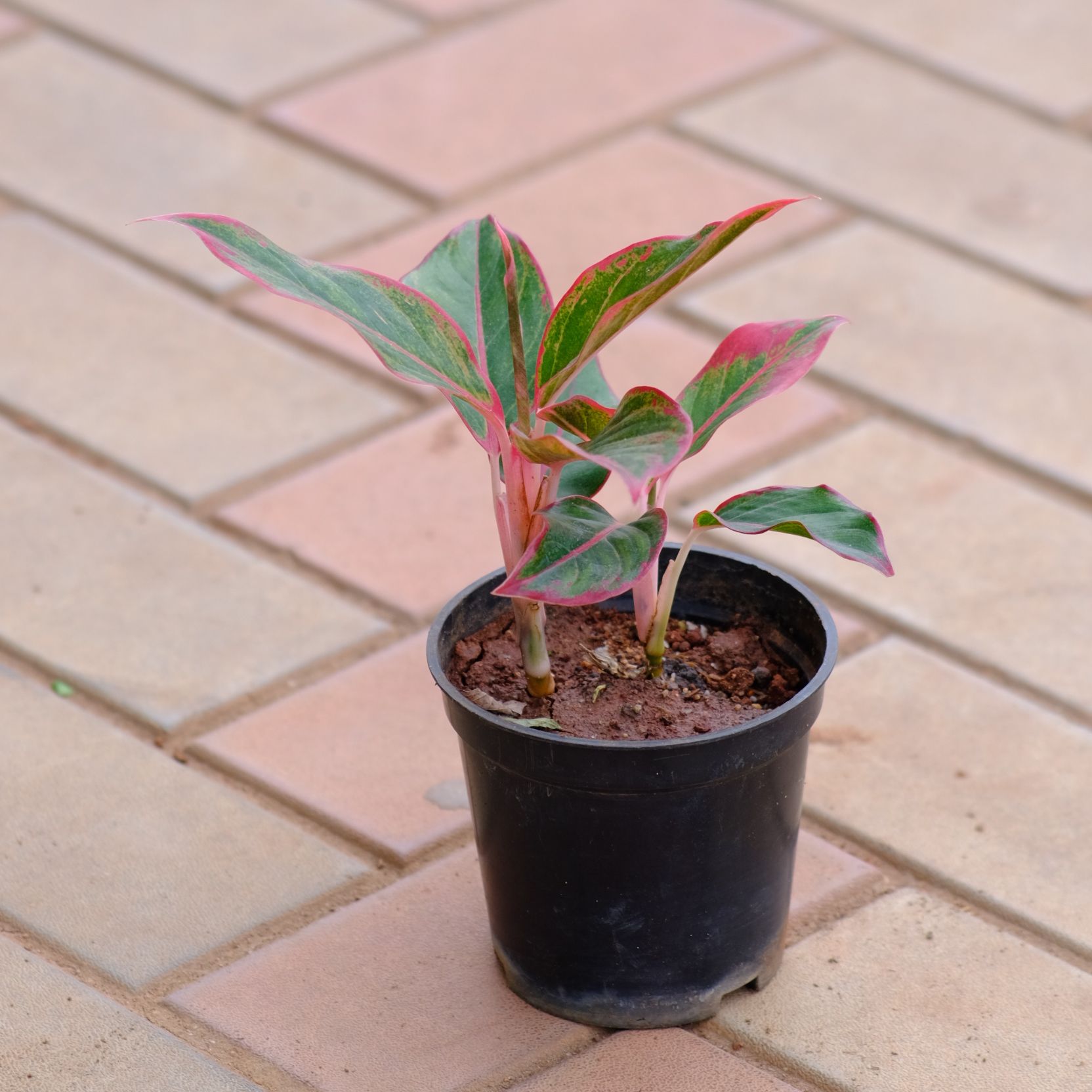 Aglaonema Lipstick in 4 Inch Nursery Pot