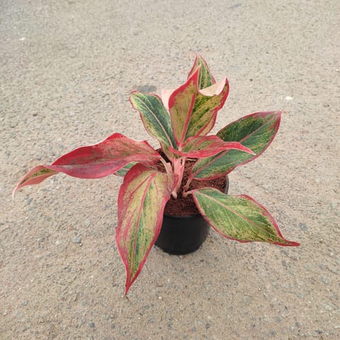 Aglaonema Lipstick in 4 Inch Nursery Pot
