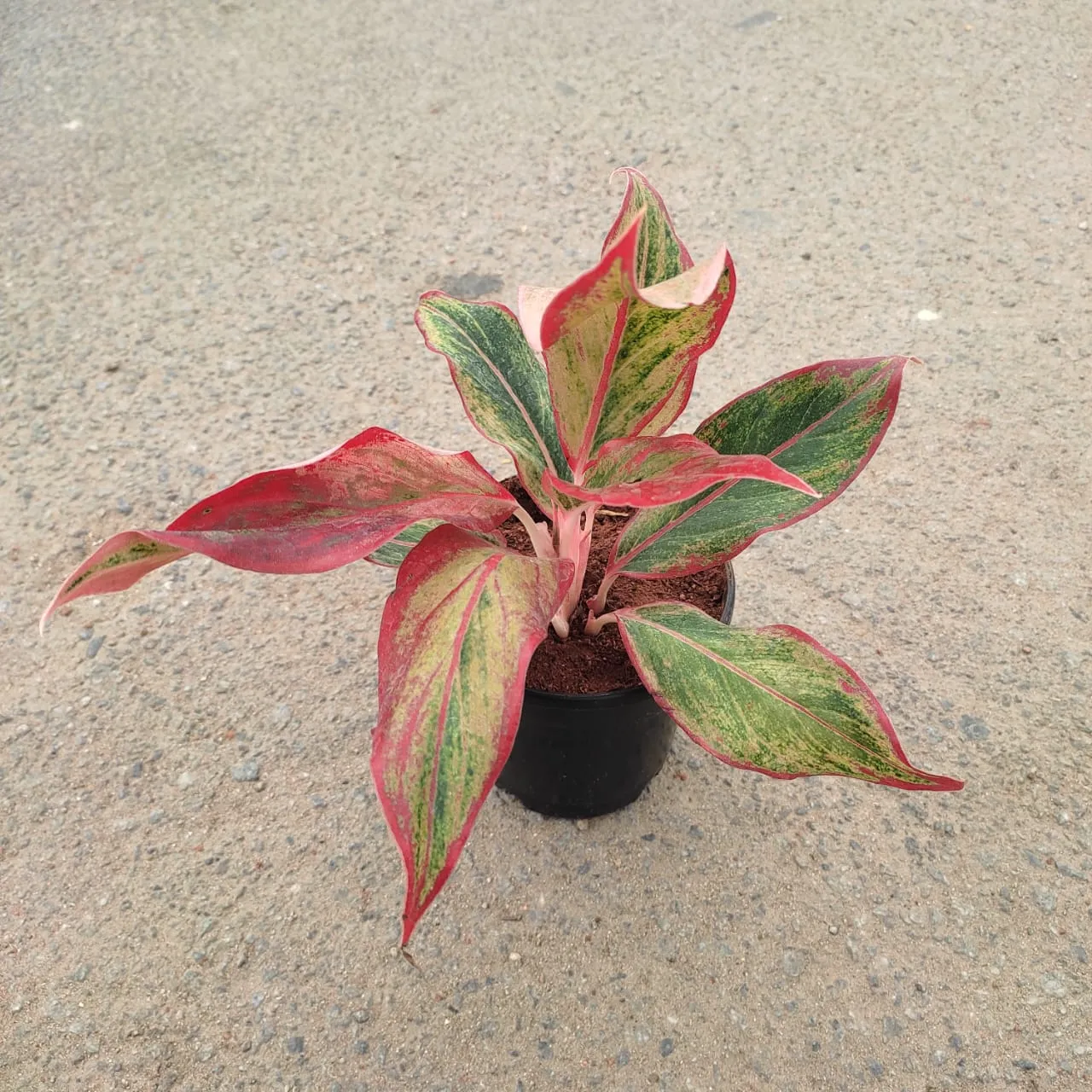Aglaonema Lipstick in 4 Inch Nursery Pot